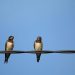 Two Swallows Trading